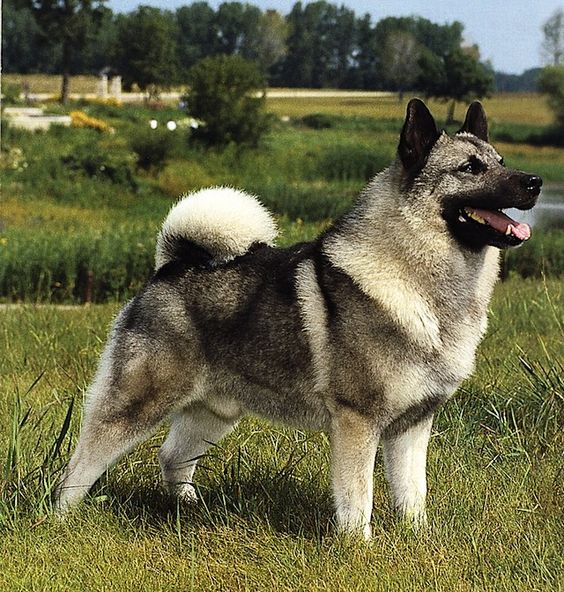 Norwegian Elkhound. These are so smart, and great as therapy dogs. My first pet when I move out :)