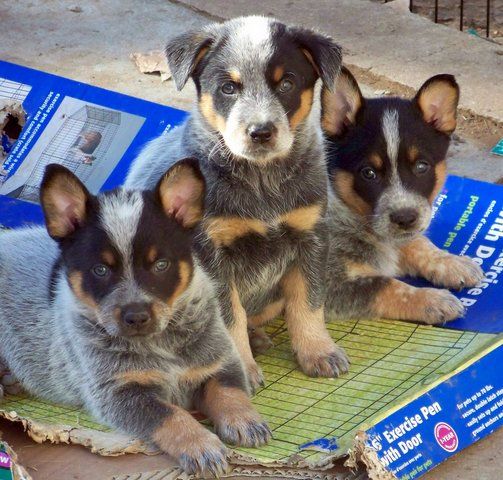 Nothing is cuter than cattle dog pups!
