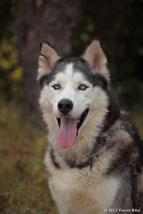 Odin came from the Fairfield pound as an owner surrender, something about being an escape artist. The way he sees it, if there is a hole in a fence, that is a door and a door is to go through for a walk. He loves to ride in a car and being a husky.
