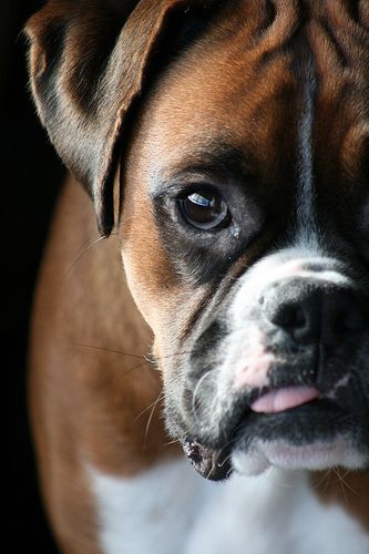 Oh Boxer pup!!