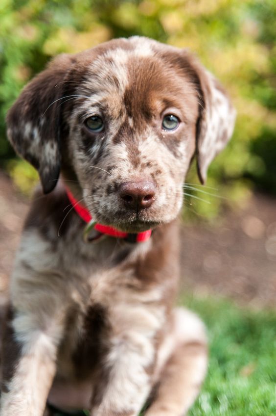 Oh my  and German Shorthair female puppy- I need this exact dog to be Sadie's little brother or sister.