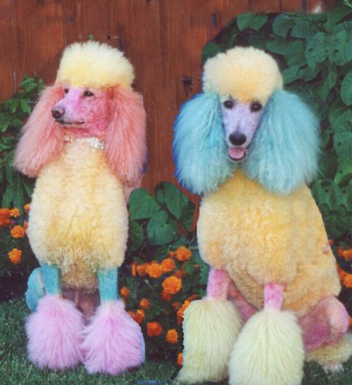 Oh ! Rainbow Poodles!