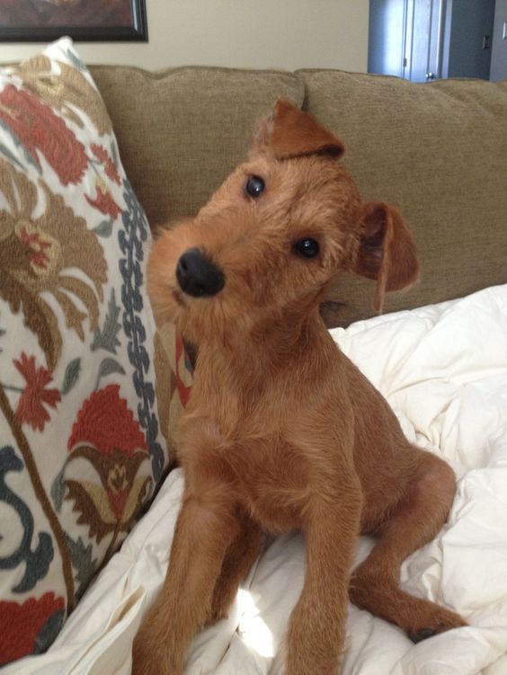Okay, is this the cutest puppy ever, or what?   irish terrier - Google keresés