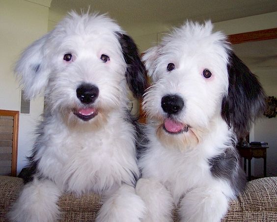 old english sheepdog puppy photos the old english sheepdog could be a ...