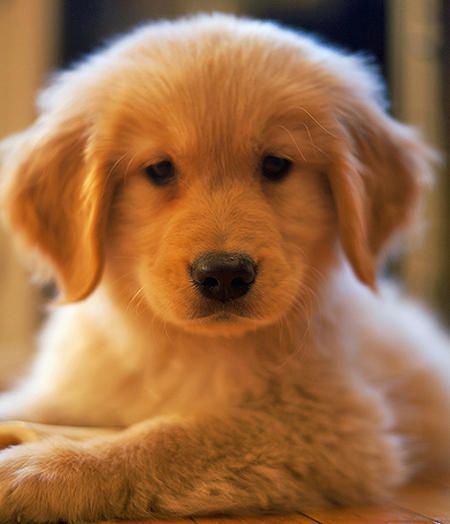 Oliver the Golden  this puppy grabs my heart!