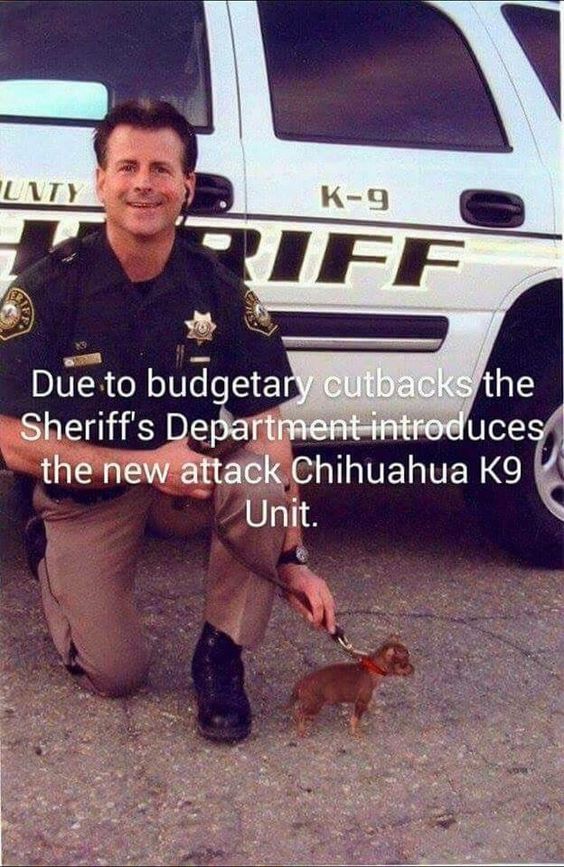 Omg I love this!!! Officer Chihuahua Bad Ass! #chihuahuadaily #teacupdogs #teacupchihuahua