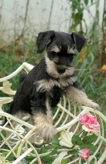 OMG this is the most adorable Miniature Schnauzer puppy I have ever seen✨