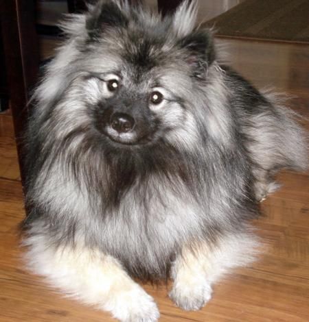 One day i will get another keeshond