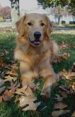 One day I will have a golden retriever.