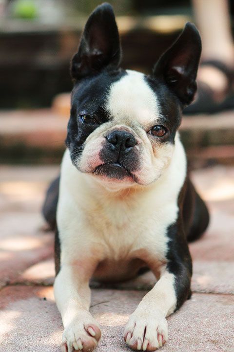 One of my goals in life is to get a Boston Terrier, rescued of course :) just look at that face!!