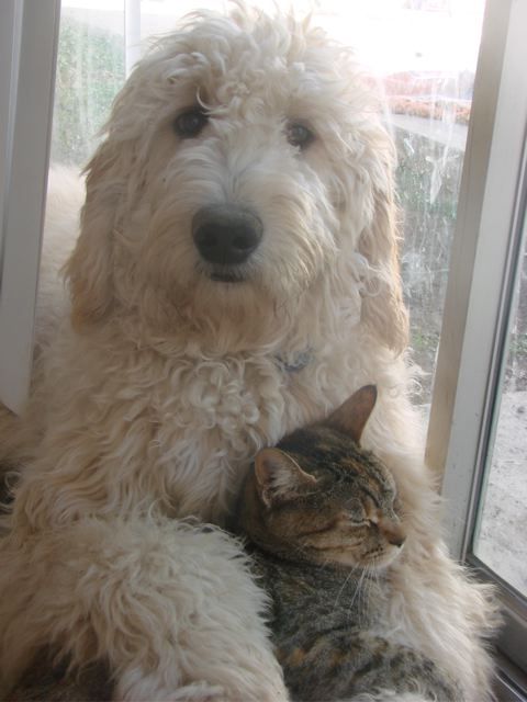 One of our Goldendoodles, Blue, with his kitty friend. Our Goldendoodles are renowned for their sweet teddy bear looks and dispositions.