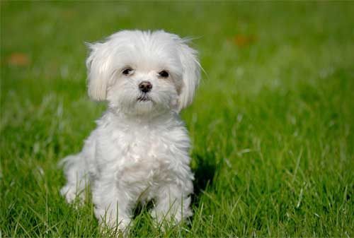 One of the top ten dog breeds that don't shed. Maltese-puppy