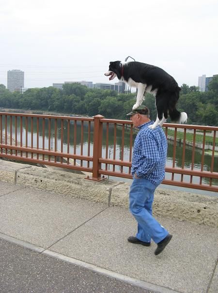 Only a border collie!
