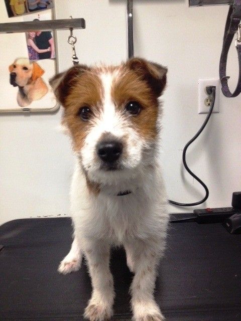 Opie the Jack Russell Terrier (Parson Russell Terrier) / Wirehaired Fox Terrier / Mixed (short coat) Photo