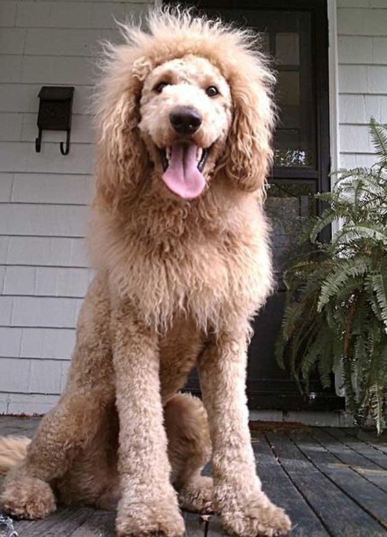 ….Or Lion | 21 Reasons Labradoodles Are Wonderful Oh, so doing this clip at some point. Hysterical!