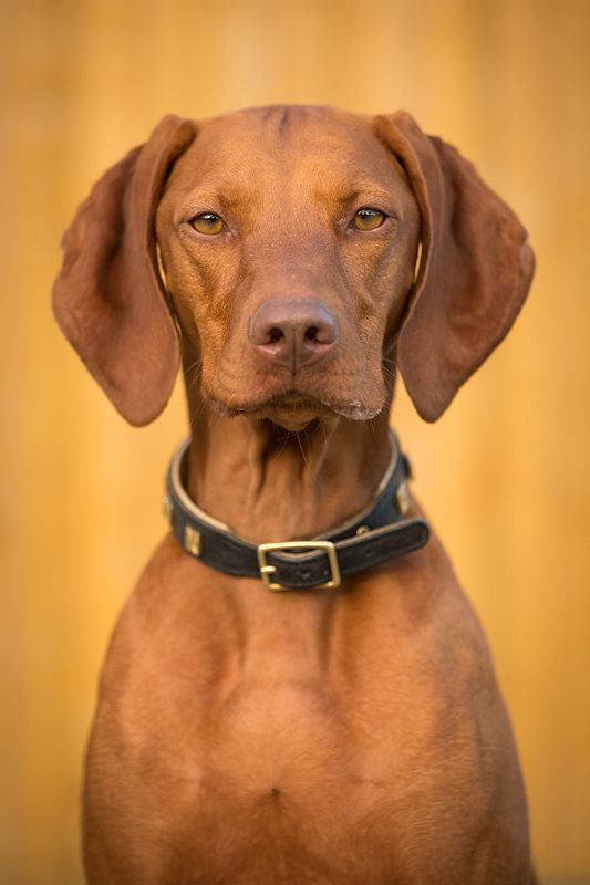 Originally from Hungary, the Vizsla is a medium-sized, short-coated hunting dog that is essentially Pointer in type, although he combines characteristics of both pointer and retriever. An attractive golden rust in color, this 
