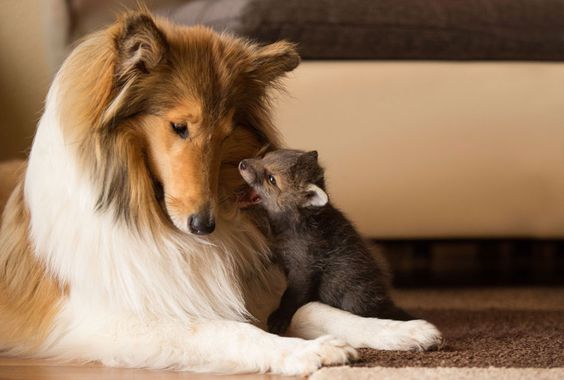 Orphaned Baby Fox Lives The Fairytale Life With His Gorgeous Collie Foster Mom