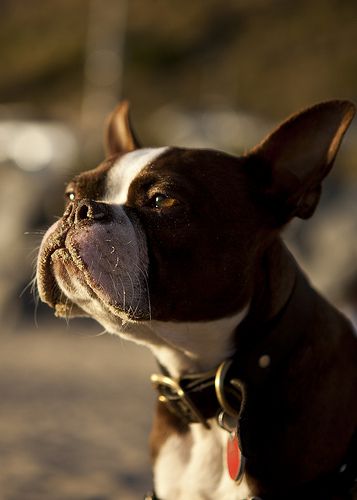 Our beautiful brown boston terrier