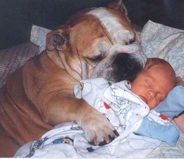 Our Boston would cuddle with Liam like this if we'd let her! She loves that baby!