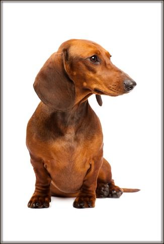 Our experiences of owning a lovable lively dachshund dog,family pet and loyal  advice and information on the breed and dog care