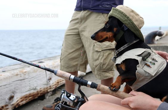 Paddles, Picks, & Fish – Camping Part 1 – Crusoe the Celebrity Dachshund