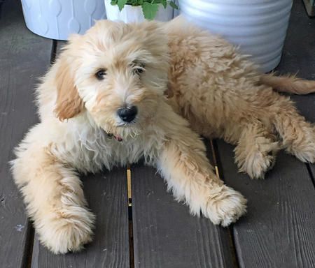 Paisley the Goldendoodle-Such a pretty girl!