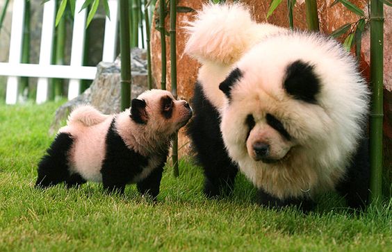 Panda chow chows