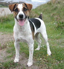 Parson Jack Russell terrier - want it!