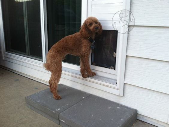 Patio Pet Door Inserts are Convenient for You and Your Pet! Widest Selection on the Market, Call to Speak with an Pet Door Expert 7 Day a Week! 800-829-7876 #Convenient