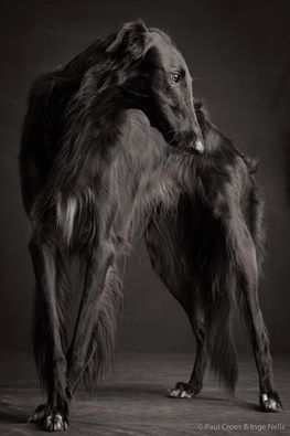 paul croes greyhound. I personally don't like the look of greyhounds but this one is beautiful!