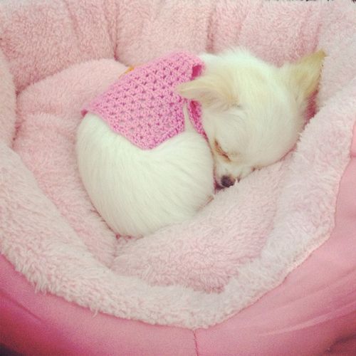 Peacefully sleeping puppy #Pink