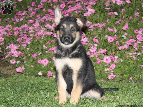 Pearl. German Shepherd puppy for sale in Lititz Pa