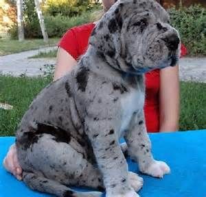 Perfect and Adorable Great Dane Puppy