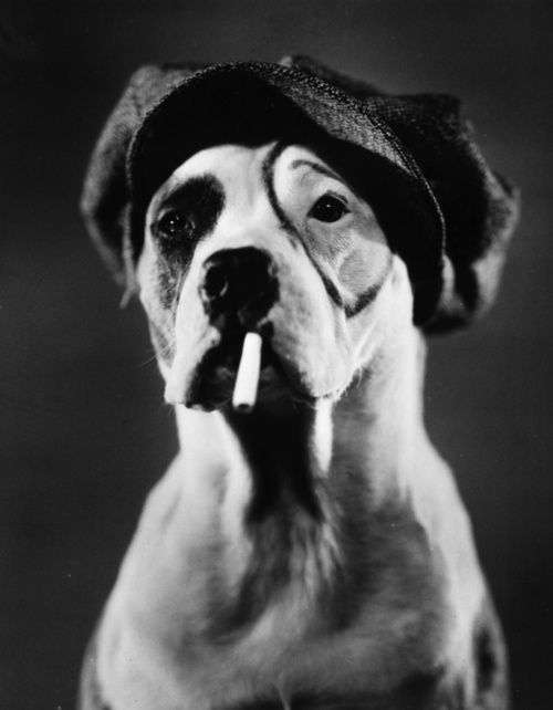 Pete / Petey, the performing Staffordshire Bull terrier, in costume for his next role. Photo: J Eldee Hester. °