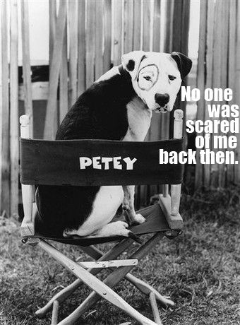 Petey the beloved Pit Bull - dog from the Little Rascals TV show.