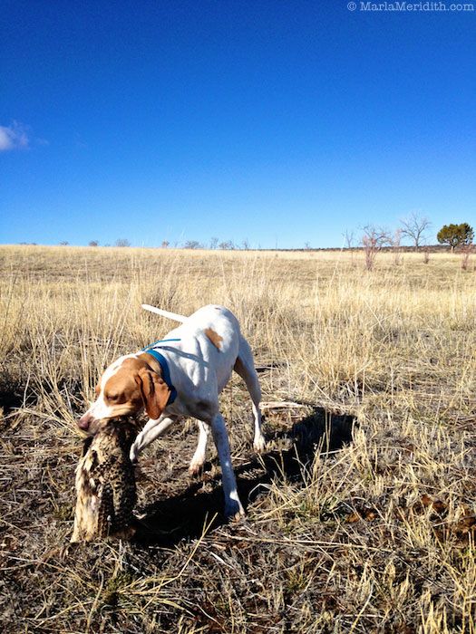 Pheasant Hunt in Southwest Colorado | Upland Bird Hunting | #hunting #dog #upland #bird #1816 #remington