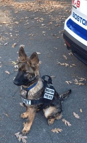 Photo: K-9 Puppy Grows Into His Police Vest -- NYMag