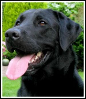 Picking The Right Black Labrador For You.