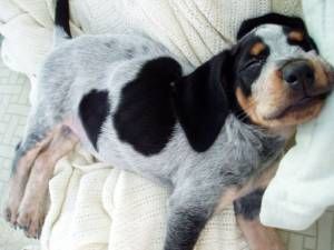 Pictures of Bluetick Coonhound Dog Breed
