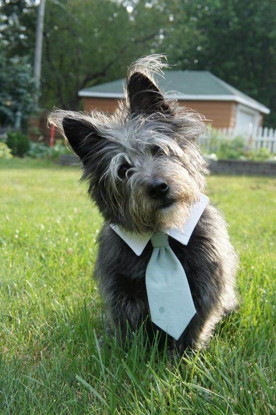 Pictures of Cairn Terrier Dog Breed