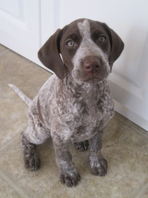 Pictures of German Shorthaired Pointer Dog Breed-similar to the puppy Jayden got for his 2nd birthday