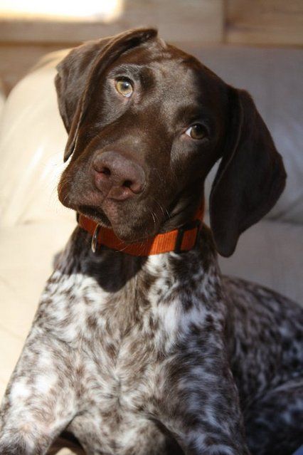 Pictures of German Shorthaired Pointer Dog Breed.