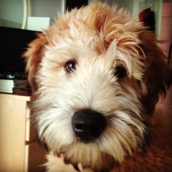 Pictures of Soft Coated Wheaten Terrier Dog Breed