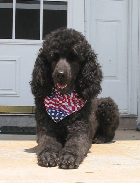Pictures of Standard Poodle Dog Breed
