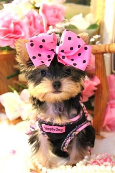 Pink Bow Puppy