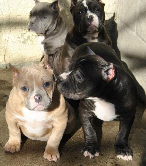 Pit Bull Puppies and Blue Nose American Bully Pitbull Pictures