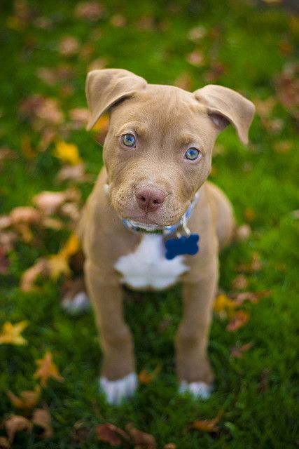 pit bull puppies are the best