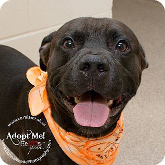 Pit Bull Terrier/Labrador Retriever Mix Dog for adoption in Troy, Ohio - Rocky