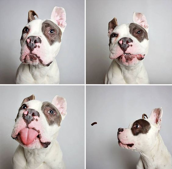 Pit Bull’s Cute Photobooth Pics Find Him A Forever Home (Adopted dog 