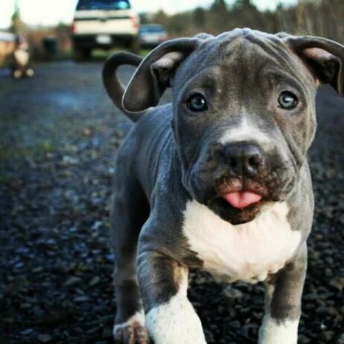Pit puppy, adorable